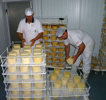 Elaboración de queso artesanal con leche cruda de oveja